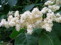 Have Blomster Syringa Amurensis hvid Foto