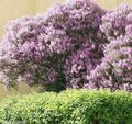 Lilac Ungherese