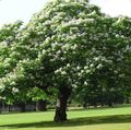 ბაღის ყვავილები სამხრეთ Catalpa, Catawba, ინდური Bean ხე, Catalpa bignonioides თეთრი სურათი
