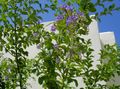 庭の花 黄金の結露、空の花、鳩ベリー, Duranta erecta, Duranta plumieri ライトブルー フォト