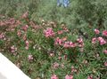pink Bloem Oleander foto en karakteristieken
