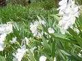 Záhradné kvety Oleander, Nerium oleander biely fotografie