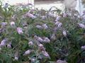 halványlila Virág Pillangó Bokor, Nyári Orgona fénykép és jellemzők