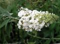 Záhradné kvety Motýľ Bush, Letné Orgován, Buddleia biely fotografie
