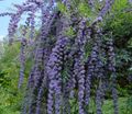 Gartenblumen Schmetterlingsstrauch, Sommerflieder, Buddleia hellblau Foto