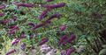Gradina Flori Fluture Bush, Liliac De Vară, Buddleia violet fotografie