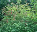 les fleurs du jardin Sureau, Sureau Rouge-Berried, Sambucus rouge Photo