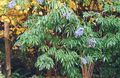 les fleurs du jardin Sureau, Sureau Rouge-Berried, Sambucus bleu ciel Photo