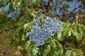 Flores de jardín Anciano Común, Anciano Rojo-Berried, Sambucus azul claro Foto