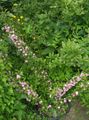 rózsaszín Virág Cerasus Grandulosa fénykép és jellemzők