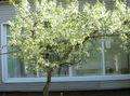 Zahradní květiny Višeň, Koláč Třešeň, Cerasus vulgaris, Prunus cerasus bílá fotografie