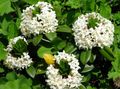 beyaz çiçek Funda fotoğraf ve özellikleri