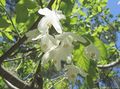 Ogrodowe Kwiaty Silverbell, Przebiśnieg Drzewo, , Halesia biały zdjęcie