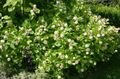 Flores de jardín Buttonbush, Campanas De Miel, Honeyball, Botón De Sauce, Cephalanthus blanco Foto