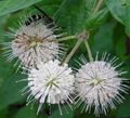 Puutarhakukat Buttonbush, Hunaja Kelloja, Honeyball, Painike Paju, Cephalanthus valkoinen kuva
