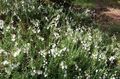 Hage blomster Irish Heia, St. Dabeoc Lyng, Daboecia-cantabrica hvit Bilde