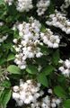 fehér Virág Deutzia fénykép és jellemzők