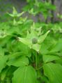 verde Floare Kousa Dogwood, Dogwood Chineză, Japoneză Dogwood fotografie și caracteristici