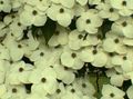 beyaz çiçek Kousa Kızılcık, Kızılcık Çince, Japon Kızılcık fotoğraf ve özellikleri