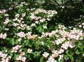 Záhradné kvety Kousa Svíb, Drieň Čínština, Japončina Drieň, Cornus-kousa biely fotografie