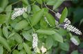 Ogrodowe Kwiaty Waxflower, Jamesia americana biały zdjęcie