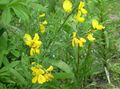庭の花 エニシダ、共通ほうき、ほうきヨーロッパ、アイルランドのほうき, Sarothamnus 黄 フォト