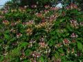 Flores do Jardim Madressilva Comum, Lonicera-periclymenum borgonha foto