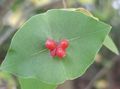 Садовые Цветы Жимолость отпрысковая, Lonicera prolifera красный Фото