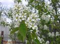 ბაღის ყვავილები Shadbush, თოვლიანი Mespilus, Amelanchier თეთრი სურათი
