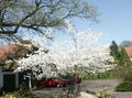 Vrtno Cvetje Shadbush, Zasneženih Mespilus, Amelanchier bela fotografija