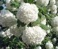 Садовыя Кветкі Каліна, Viburnum белы фота