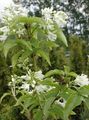 les fleurs du jardin Bladdernut Américain, Staphylea blanc Photo