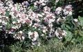 Tuin Bloemen Witte Forsythia, Koreaans Abelia, Abelia coreana white foto