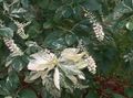 fehér Virág Az Édes Paprika Bokor, Summersweet fénykép és jellemzők