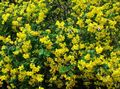 Flores de jardín Senna Vejiga, Colutea amarillo Foto