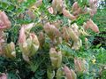 园林花卉 膀胱番泻叶, Colutea 黄 照