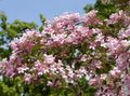 Ogrodowe Kwiaty Piękno Krzewów, Kolkwitzia różowy zdjęcie