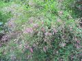 Градински цветове Храст Храст Детелина, Lespedeza розов снимка