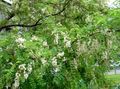 Gartenblumen Falsche Acaciaia, Robinia-pseudoacacia weiß Foto