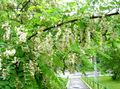 Flores de jardín Falsa Acaciaia, Robinia-pseudoacacia blanco Foto