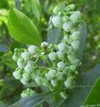 Hage blomster Maleberry, Lyonia hvit Bilde
