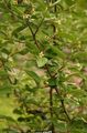 gul Blomst Oleaster, Kirsebær Silverberry, Goumi, Sølv Buffaloberry Bilde og kjennetegn