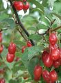 Have Blomster Oleaster, Kirsebær Silverberry, Goumi, Sølv Buffaloberry, Elaeagnus gul Foto