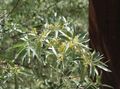 Gartenblumen Oleaster, Kirsche Silver, Goumi, Silver Buffalo, Elaeagnus gelb Foto