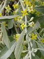 Ogrodowe Kwiaty Oleaster, Wiśnia Silverberry, Goumi, Srebro Buffaloberry, Elaeagnus żółty zdjęcie