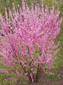 Садовыя Кветкі Луизеания (Міндаль Трохлопасцевымі), Louiseania, Prunus triloba ружовы фота