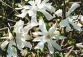 Баштенске Цветови Магнолија, Magnolia бео фотографија