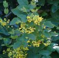 Ogrodowe Kwiaty Oregon Winogron, Moszczu Ostrokrzew Oregon, Ostrokrzew Liściach Berberysu, Mahonia żółty zdjęcie