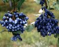 Sodo Gėlės Oregonas Vynuogių, Oregonas Vynuogių Holly, Holly Salotinės Raugerškio, Mahonia tamsiai mėlyna Nuotrauka