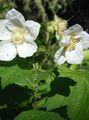 white Bloem Paars-Flowering Framboos, Thimbleberry foto en karakteristieken